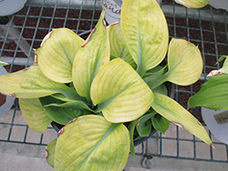 Crazy For You Hosta (Hosta 'Crazy For You') at Lakeshore Garden Centres