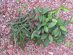 Jade Wax Plant (Hoya carnosa 'Jade') at Stonegate Gardens