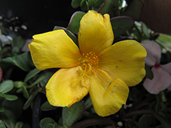 RioGrande Yellow Portulaca (Portulaca oleracea 'KLEPO14825') at Lakeshore Garden Centres
