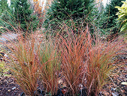 Scout Maiden Grass (Miscanthus sinensis 'M77') at Stonegate Gardens