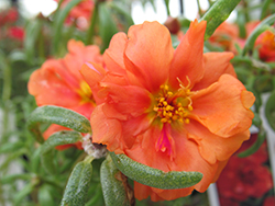 Happy Hour Orange Portulaca (Portulaca grandiflora 'PAS752674') at Stonegate Gardens