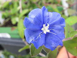 Hawaiian Blue Eyes Morning Glory (Evolvulus glomeratus 'Hawaiian Blue Eyes') at Stonegate Gardens