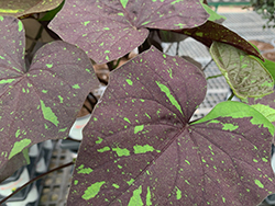 Kelly Ray Sweet Potato Vine (Ipomoea batatas 'Kelly Ray') at Lakeshore Garden Centres