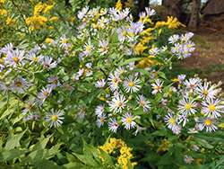 New York Aster (Symphyotrichum novi-belgii) at Lakeshore Garden Centres