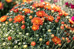 Blazing Orange Chrysanthemum (Chrysanthemum 'Blazing Orange') at Lakeshore Garden Centres