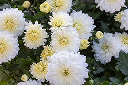Celestial White Chrysanthemum (Chrysanthemum 'Celestial White') at Lakeshore Garden Centres