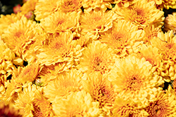 Cracklin Golden Yellow Chrysanthemum (Chrysanthemum 'Cracklin Golden Yellow') at Lakeshore Garden Centres