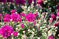 Milkshake Cherry Purple Chrysanthemum (Chrysanthemum 'Milkshake Cherry Purple') at Lakeshore Garden Centres