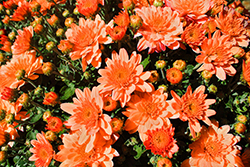 Pumpkin Pie Orange Chrysanthemum (Chrysanthemum 'Pumpkin Pie Orange') at Lakeshore Garden Centres