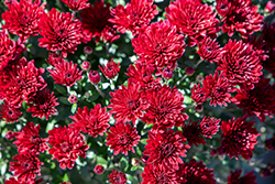 Selena Red Chrysanthemum (Chrysanthemum 'Selena Red') at Lakeshore Garden Centres