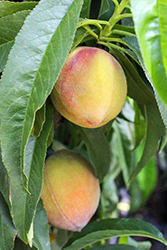 Pix Zee Peach (Prunus persica 'Pix Zee') at Lakeshore Garden Centres