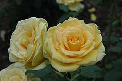 Irish Luck Rose (Rosa 'Irish Luck') at Stonegate Gardens