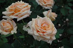 Chantoli Rose (Rosa 'Chantoli') at Stonegate Gardens