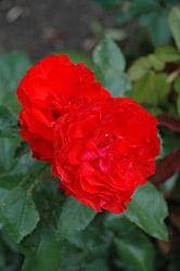 Irish Wonder Rose (Rosa 'Irish Wonder') at Stonegate Gardens
