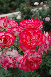 Raspberry Ice Rose (Rosa 'Raspberry Ice') at Lakeshore Garden Centres