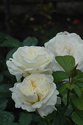 Ice White Rose (Rosa 'Ice White') at Stonegate Gardens