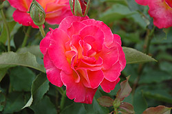 Donatella Rose (Rosa 'Donatella') at Stonegate Gardens