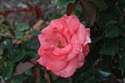 Irish Summer Rose (Rosa 'Irish Summer') at Stonegate Gardens