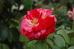 Tango Rose (Rosa 'Tango') at Stonegate Gardens