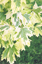 Harlequin Norway Maple (Acer platanoides 'Harlequin') at Stonegate Gardens