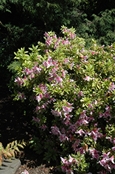 Kirin Azalea (Rhododendron 'Kirin') at Stonegate Gardens