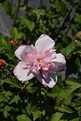 Double Pink Rose of Sharon (Hibiscus syriacus 'Double Pink') at Stonegate Gardens
