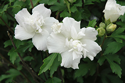 Double White Rose of Sharon (Hibiscus syriacus 'Double White') at Stonegate Gardens