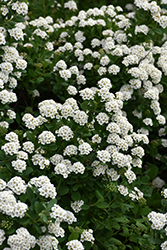 White Frost Spirea (Spiraea betulifolia 'Tor') at A Very Successful Garden Center