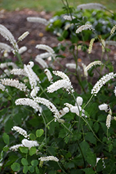 American Bugbane (Actaea racemosa) at Stonegate Gardens