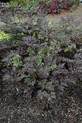 Black Negligee Bugbane (Actaea racemosa 'Black Negligee') at Lakeshore Garden Centres