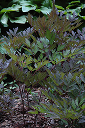 James Compton Black Snakeroot (Actaea racemosa 'James Compton') at Stonegate Gardens