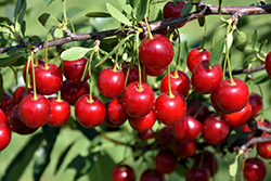 Crimson Passion Cherry (tree form) (Prunus 'Crimson Passion (tree form)') at Stonegate Gardens