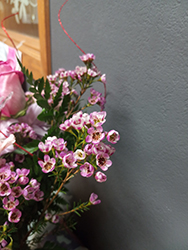 Geraldton Waxflower (Chamelaucium uncinatum) at Lakeshore Garden Centres