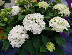 FlowerFull Smooth Hydrangea (Hydrangea arborescens 'BAIFUL') at Lakeshore Garden Centres