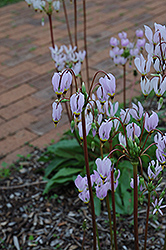 Shooting Star (Dodecatheon meadia) at Stonegate Gardens