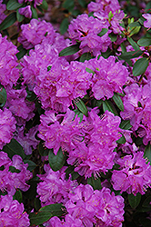 Compact P.J.M. Rhododendron (Rhododendron 'P.J.M. Compact') at Stonegate Gardens