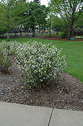 Black Chokeberry (Aronia melanocarpa var. elata) at Stonegate Gardens