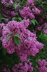 Fragrant Bouquet Lilac (Syringa vulgaris 'Fragrant Bouquet') at Stonegate Gardens