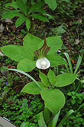 Japanese Jack-In-The-Pulpit (Arisaema sikokianum) at Stonegate Gardens