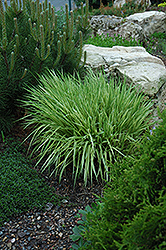 Variegated Moor Grass (Molinia caerulea 'Variegata') at Lakeshore Garden Centres