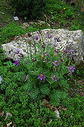 Pasqueflower (Pulsatilla vulgaris) at Stonegate Gardens