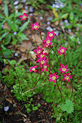 Winifred Bevington Saxifrage (Saxifraga x arendsii 'Winifred Bevington') at A Very Successful Garden Center