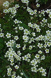 Spring Snow Saxifrage (Saxifraga x arendsii 'Spring Snow') at Lakeshore Garden Centres