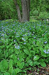 Virginia Bluebells (Mertensia virginica) at Stonegate Gardens