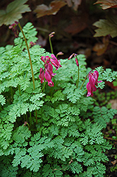 King of Hearts Bleeding Heart (Dicentra 'King of Hearts') at The Mustard Seed