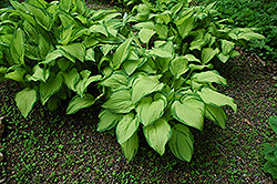 Gold Standard Hosta (Hosta 'Gold Standard') at Lakeshore Garden Centres