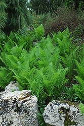 Ostrich Fern (Matteuccia struthiopteris) at The Mustard Seed