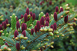 Red Cone Spruce (Picea abies 'Acrocona') at Lakeshore Garden Centres