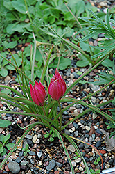 Crocus Tulip (Tulipa humilis 'Violacea') at Stonegate Gardens