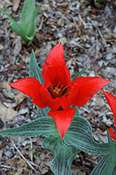 Red Riding Hood Tulip (Tulipa 'Red Riding Hood') at Stonegate Gardens
